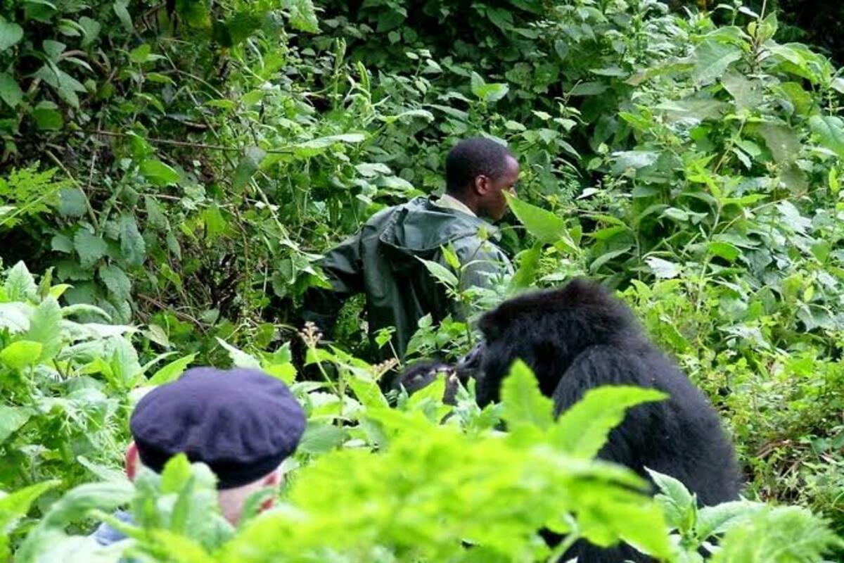 A ranger moving quiently through Bwindi's dense forest