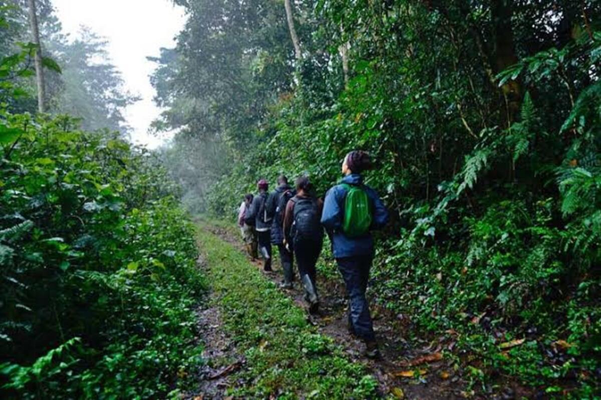 A small group of visitors following a forest trail