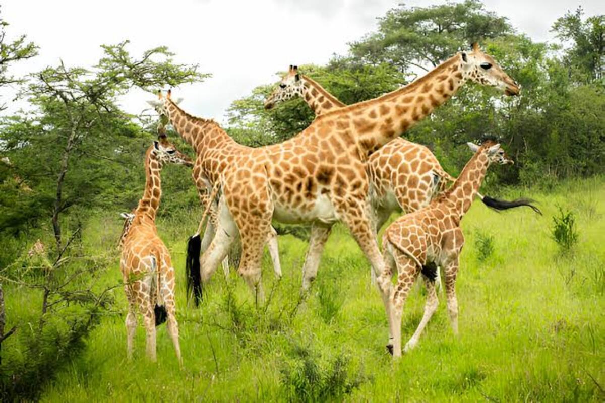 A tower of giraffes in Lake Mburo