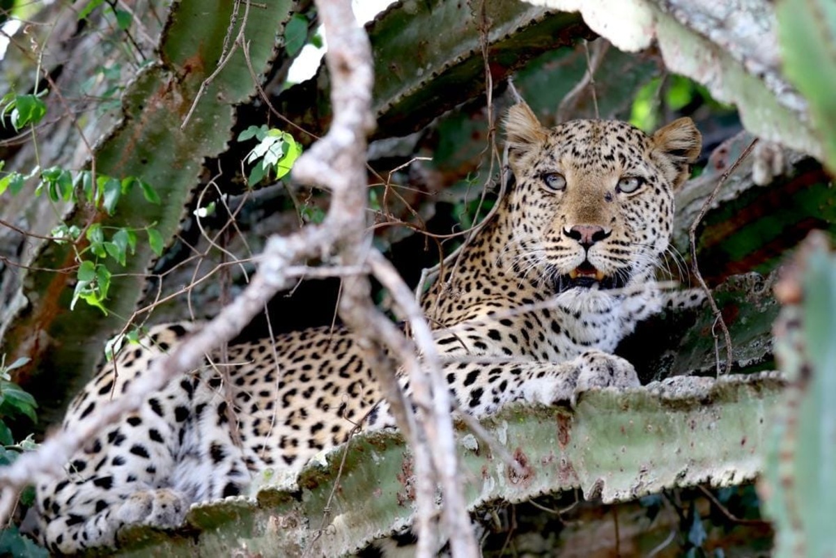 Best National Parks in Uganda for a Big Five Safari