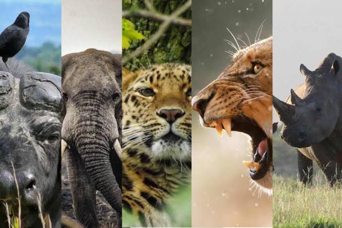 Big Five Safaris in Uganda Lion leopard elephant buffalo & Rhino