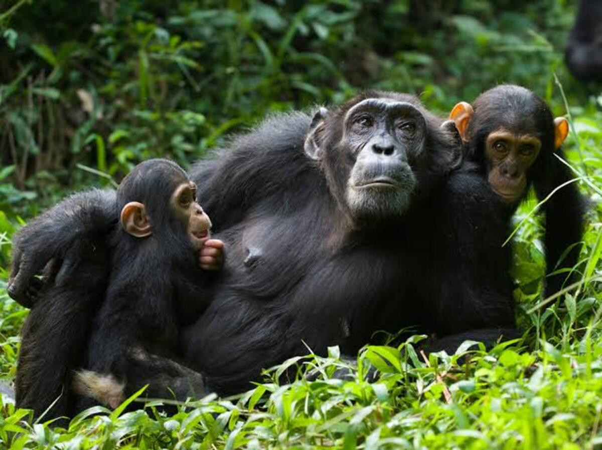 Chimpanzee Habituation Experience in Uganda Kibale Forest