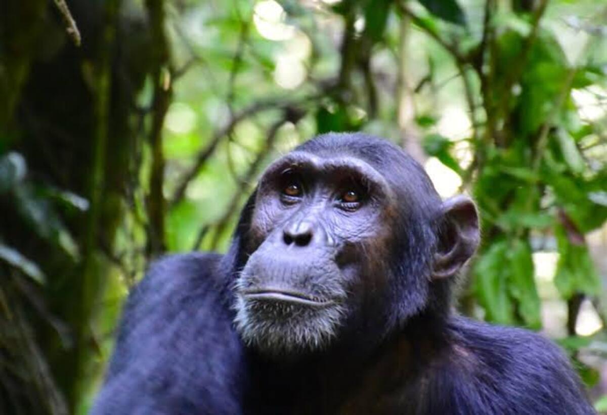 Chimpanzee Tracking in Budongo Forest Murchison Falls