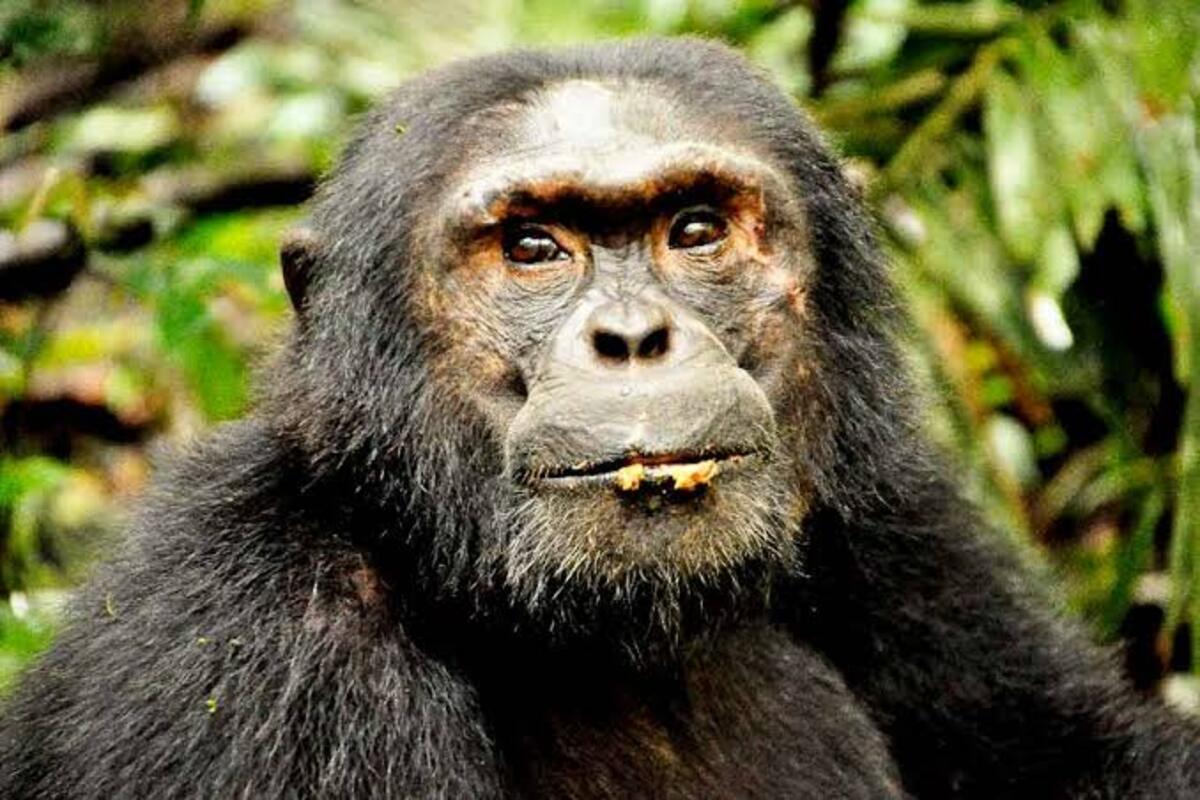 Chimpanzee Tracking in Kalinzu Forest, Uganda