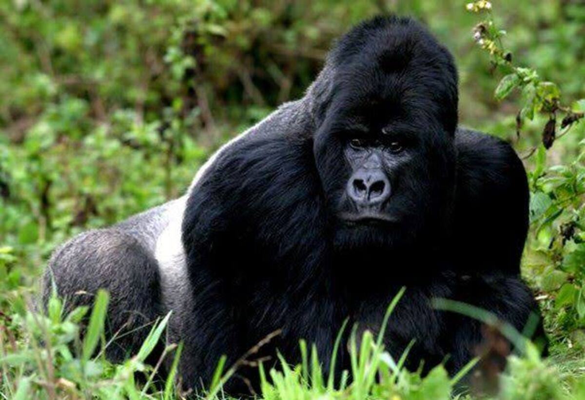 Gorilla Trekking in Bwindi Impenetrable National Park Uganda