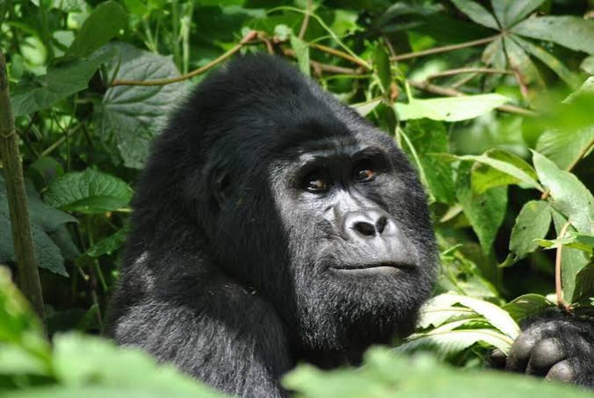 Gorilla Trekking in Mgahinga Gorilla National Park Uganda