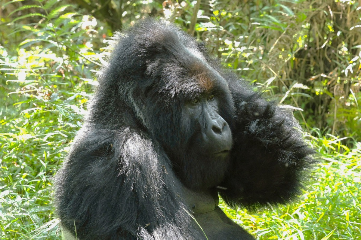 Gorilla trekking