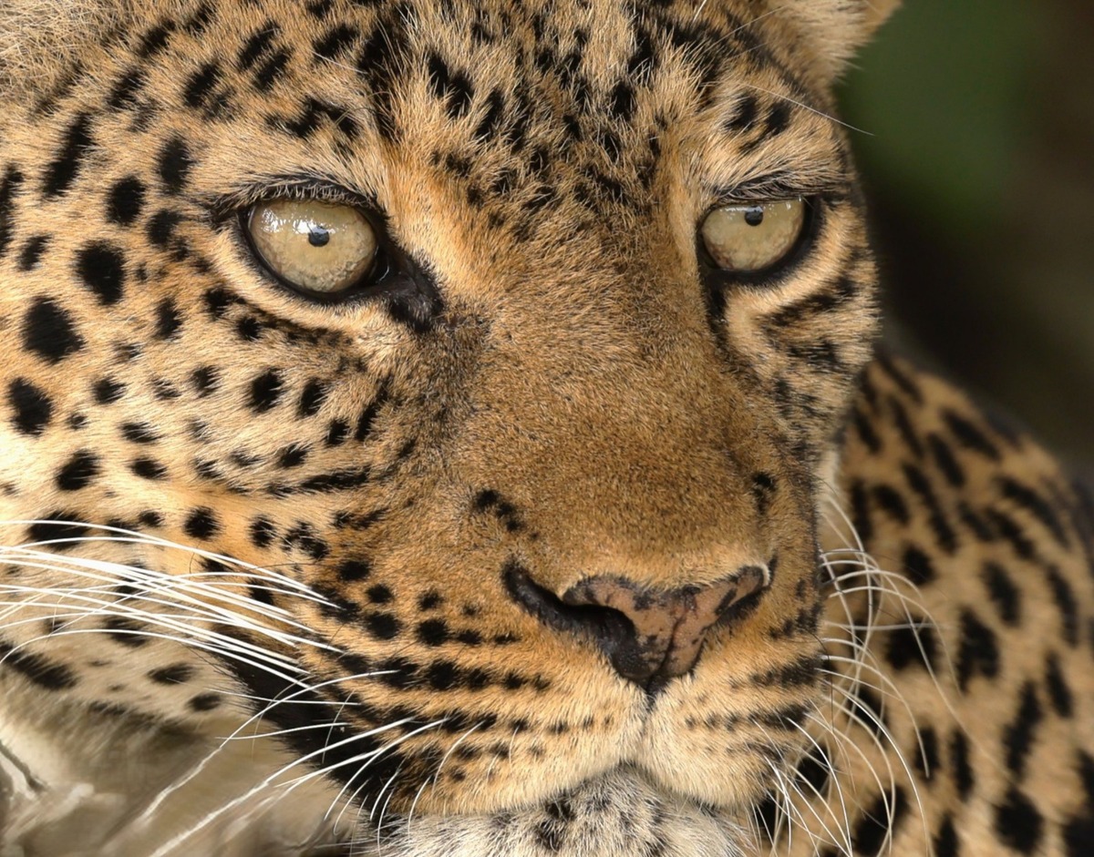 Leopard in Queen Elizabeth