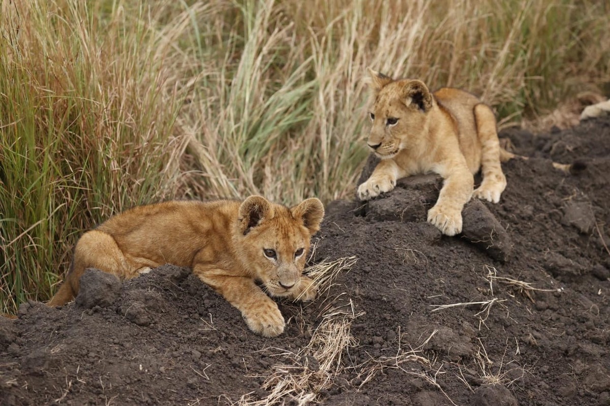 Lion cubs spotted during a big five safari