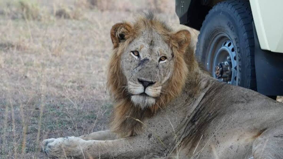 Lion in Queen Elizabeth national park