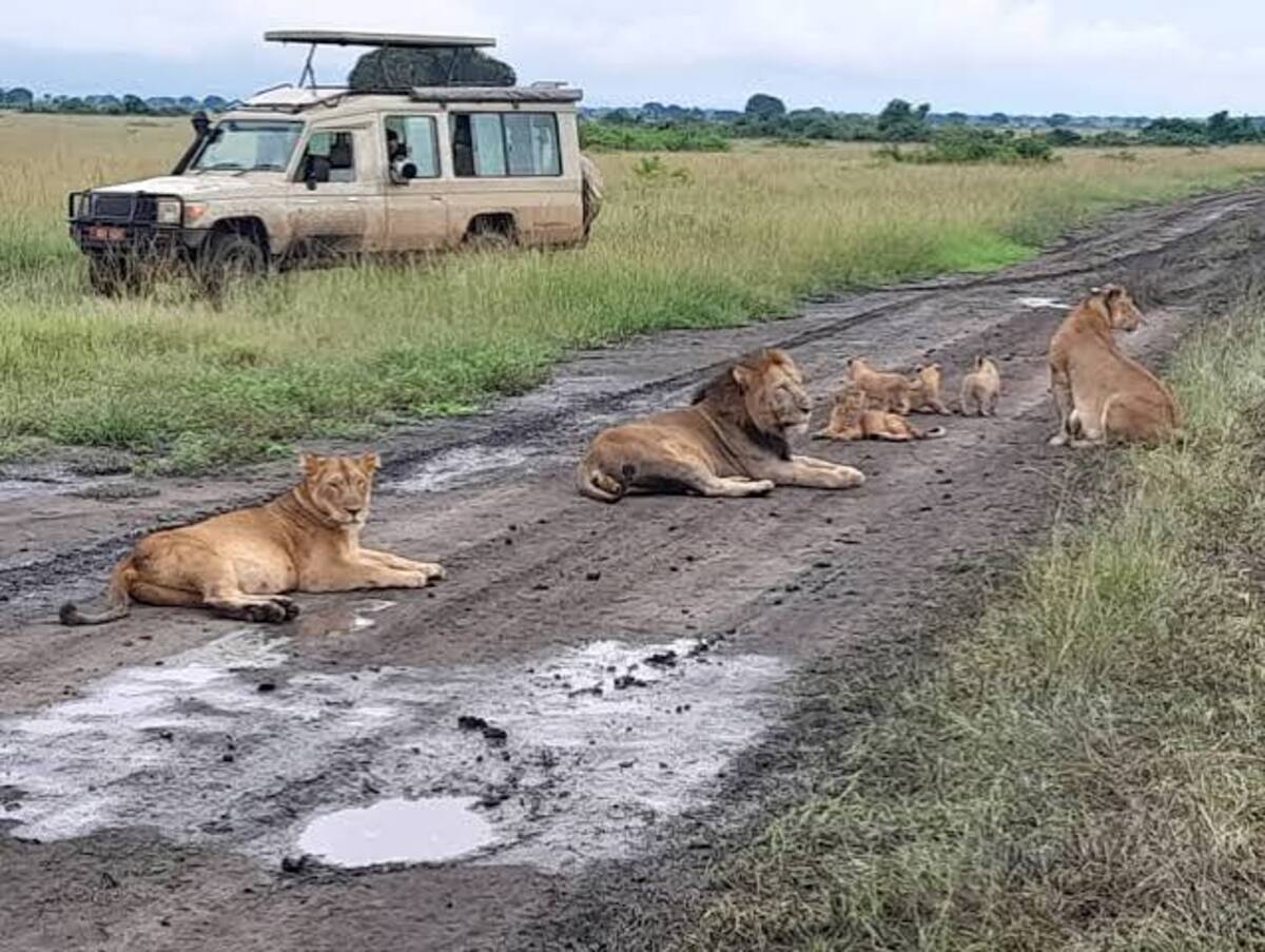 Lions spotted on a Safari in Queen Elizabeth