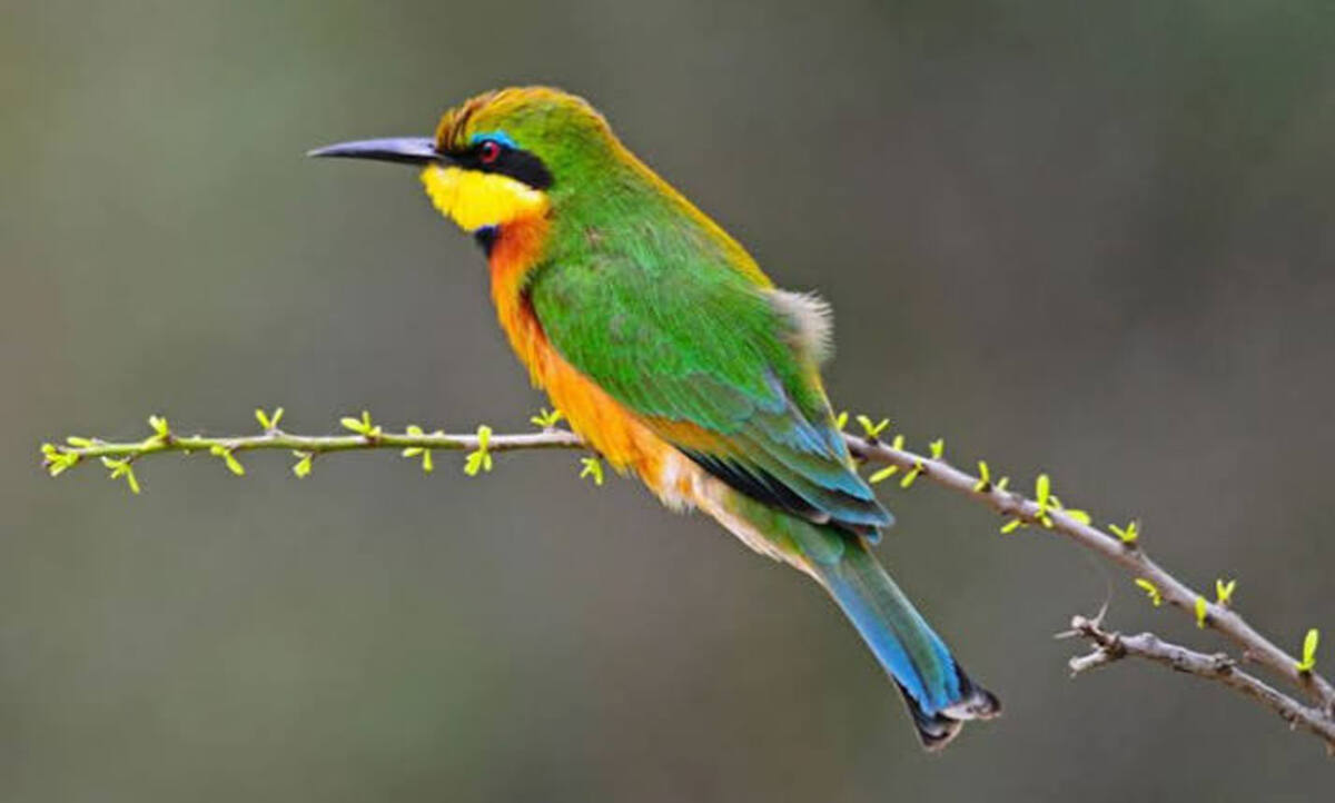 Little Bee eater