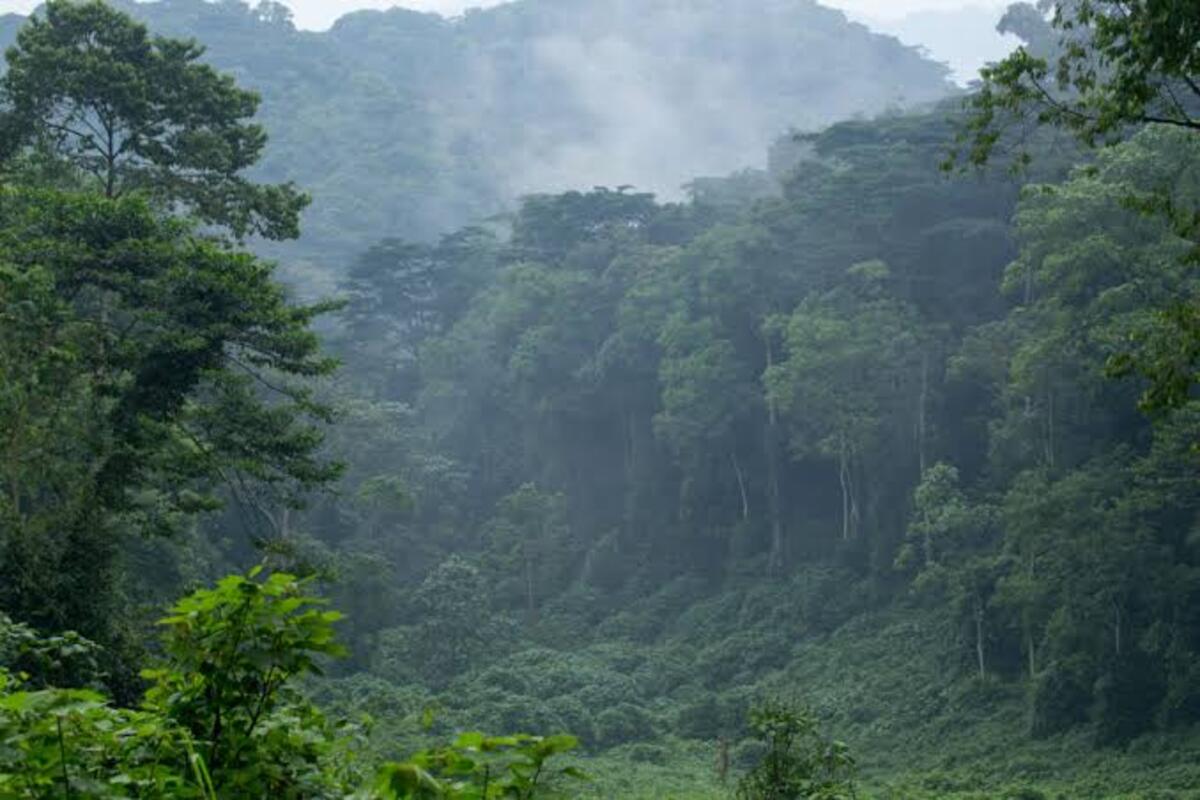 Morning mist settling over the forest canopy in Bwindi