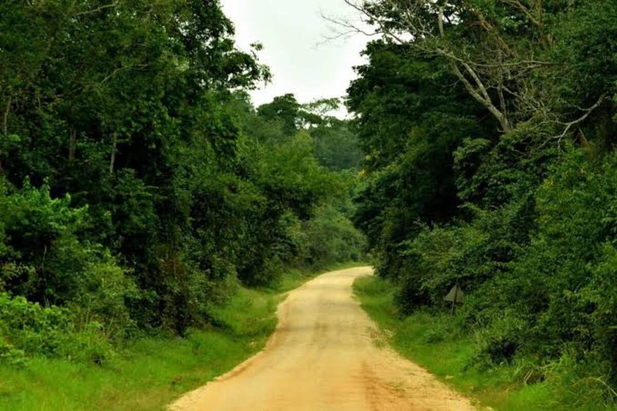 Road to Budongo forest