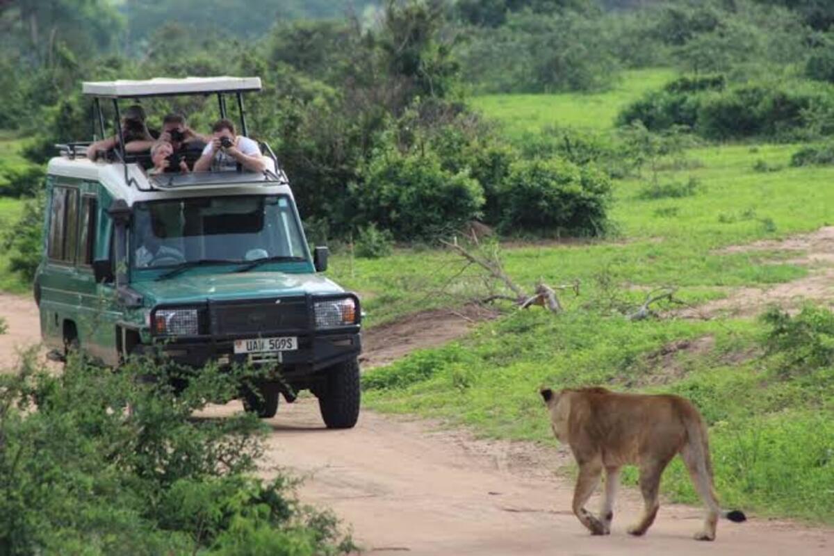 Tourists taking a photo of a lion