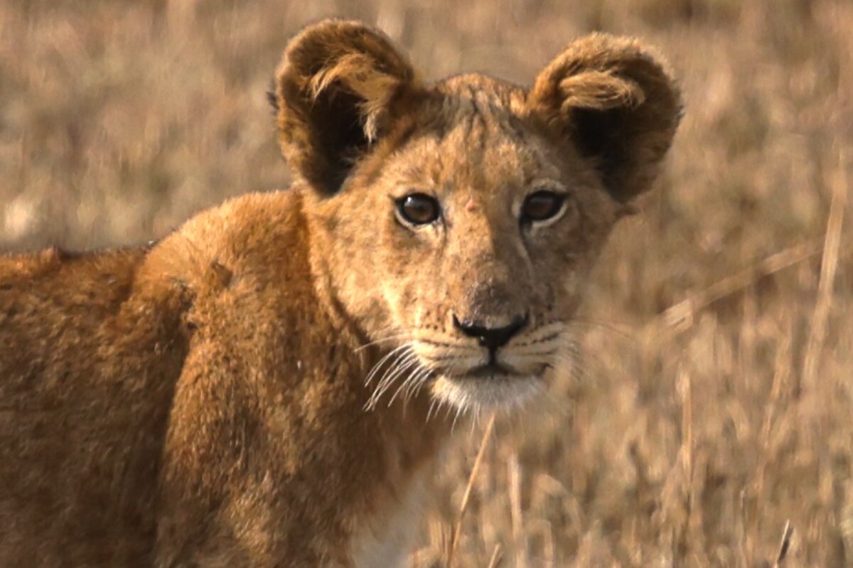Two Uganda safaris, unforgettable memories