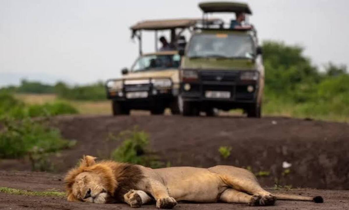 Uganda Safari Guide: Wildlife, Gorillas and Chimpanzees
