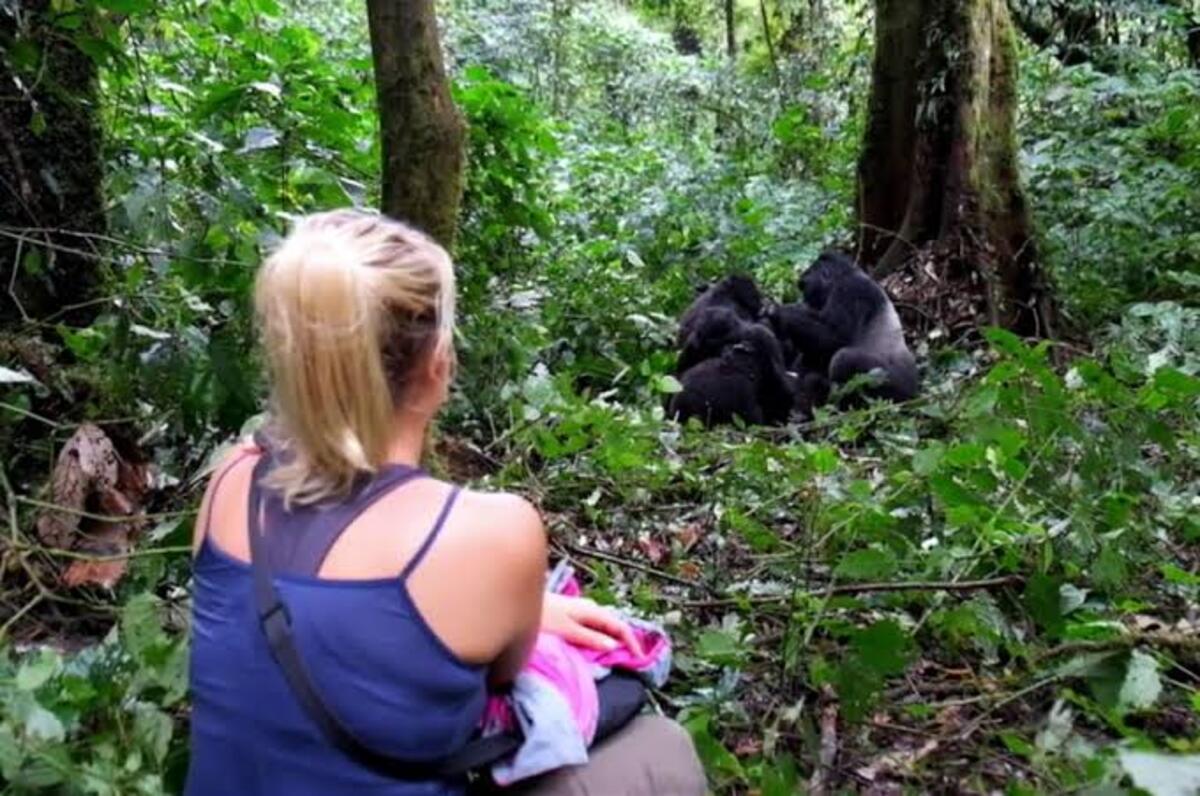 Visitors quietly observing gorillas through natural vegetation