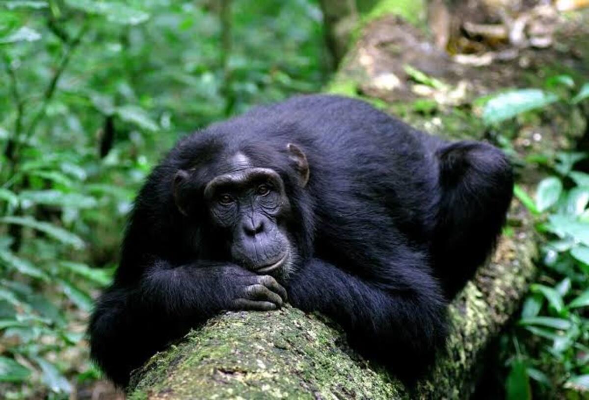chimpanzee in kyambura gorge