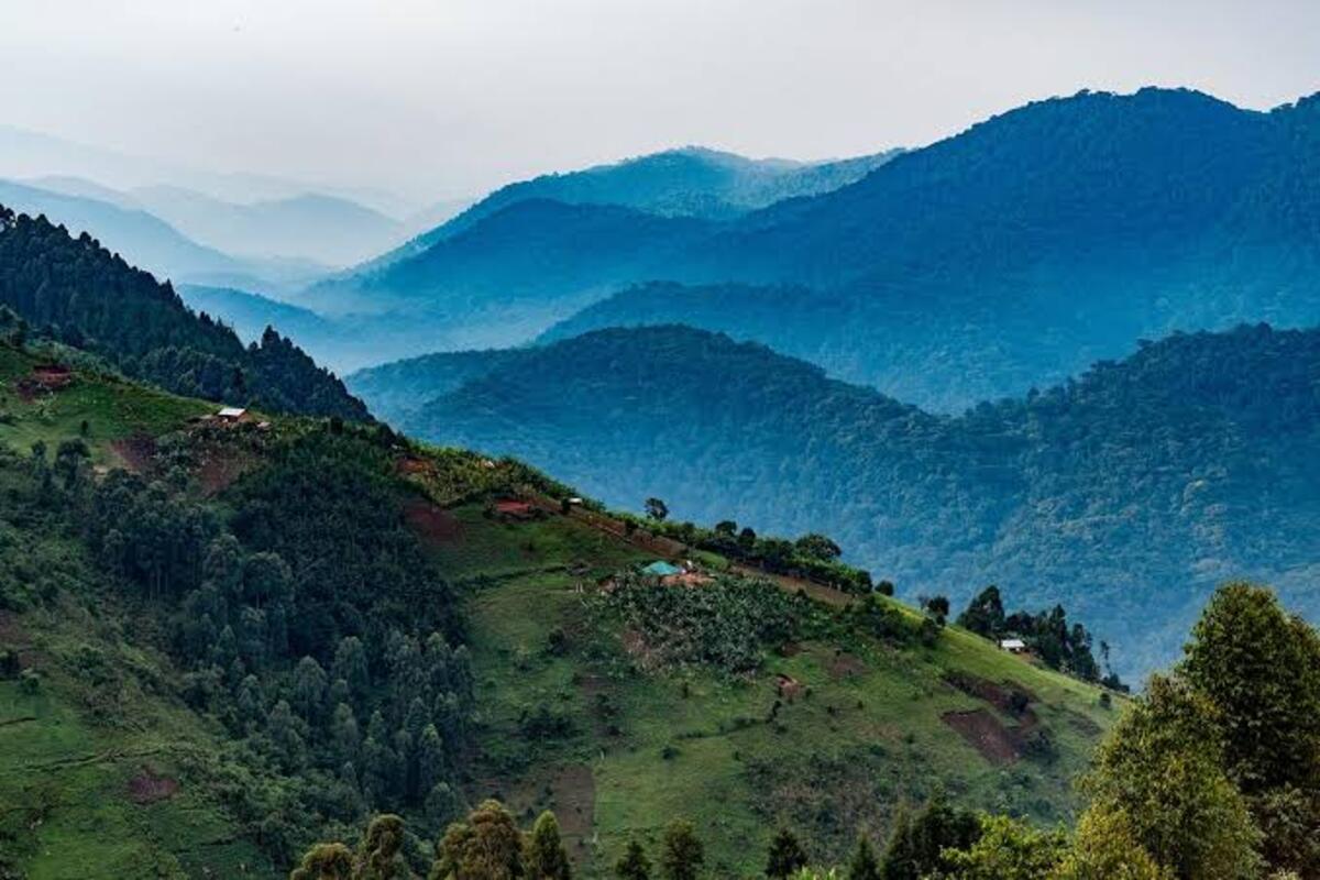 Forested hills of Bwindi