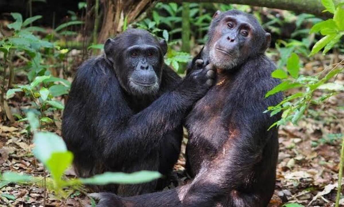 Chimpanzees grooming in Kibale