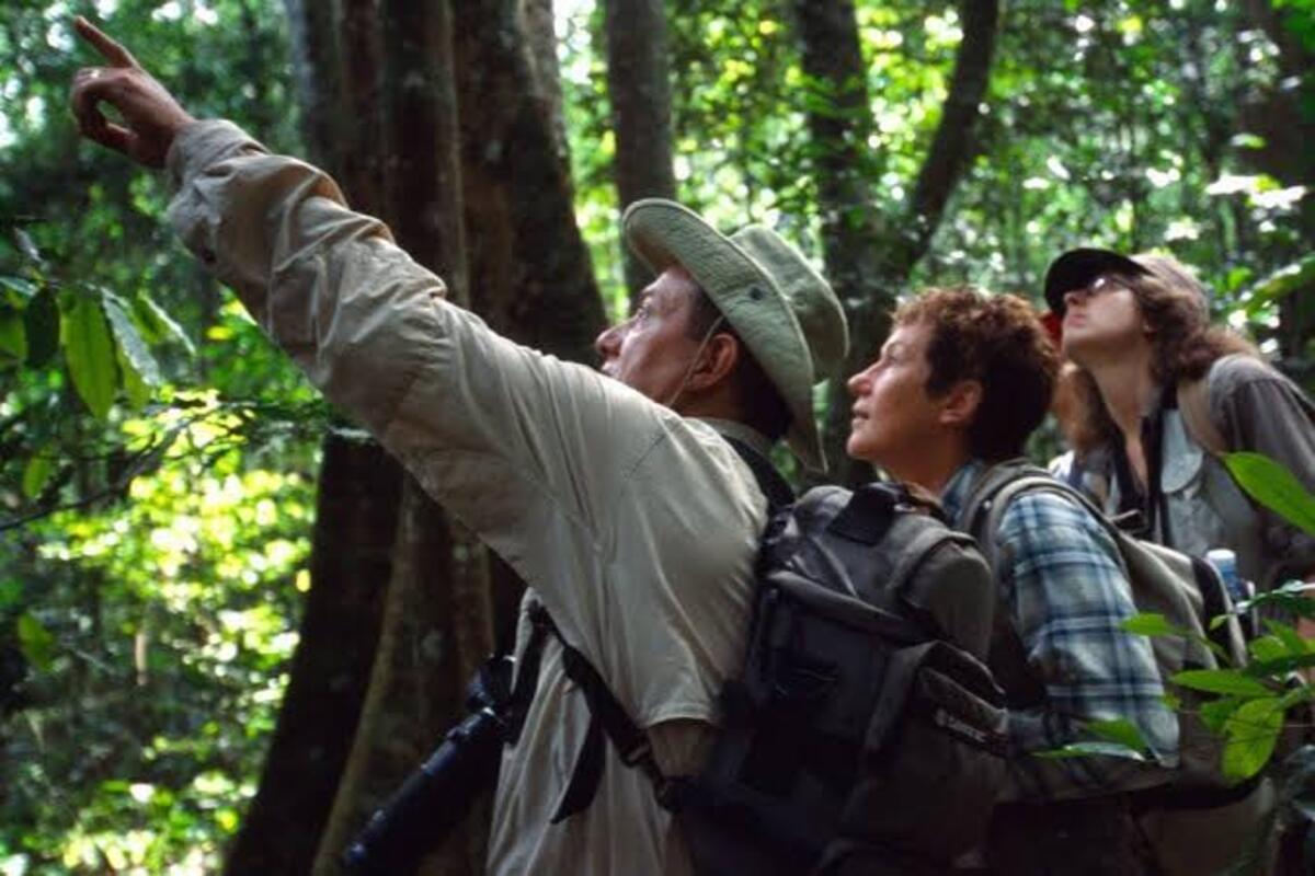 Tourists finding the chimpanzees