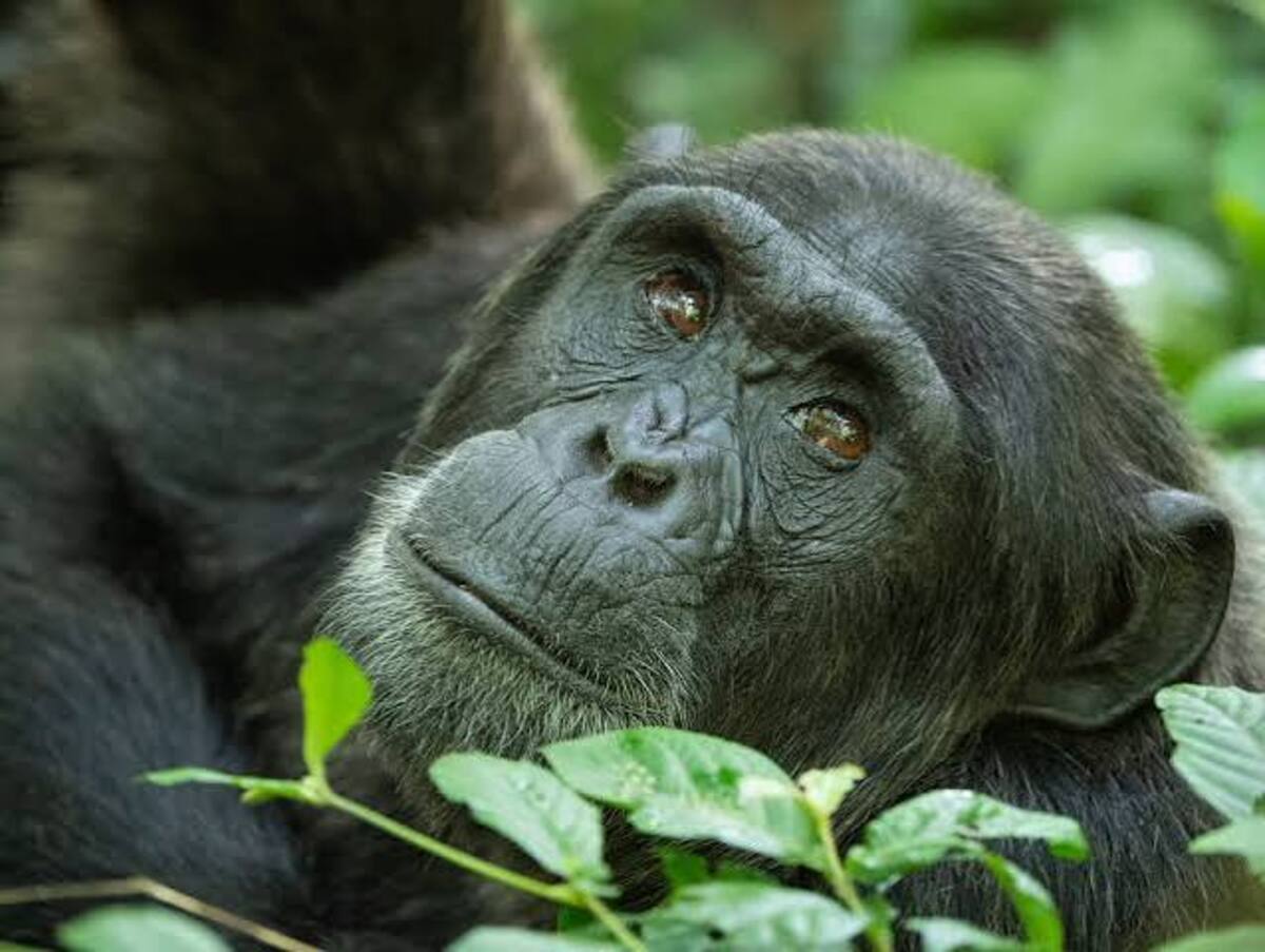 Where to See Chimpanzees in Uganda: Chimpanzee Destinations
