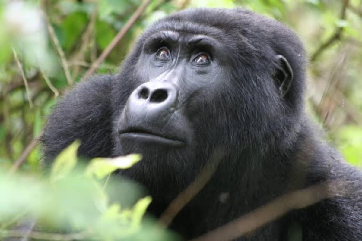 Gorilla Habituation Experience in Uganda: Bwindi Forest