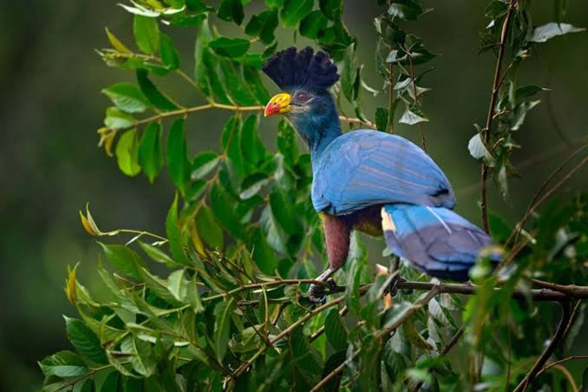 Top Birding Places in Uganda: Best Birdwatching Destinations