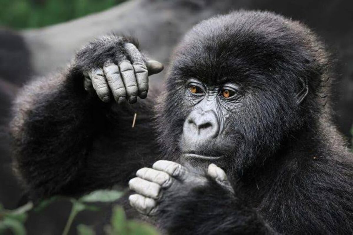 Where to See Mountain Gorillas in Uganda: Bwindi and Mgahinga