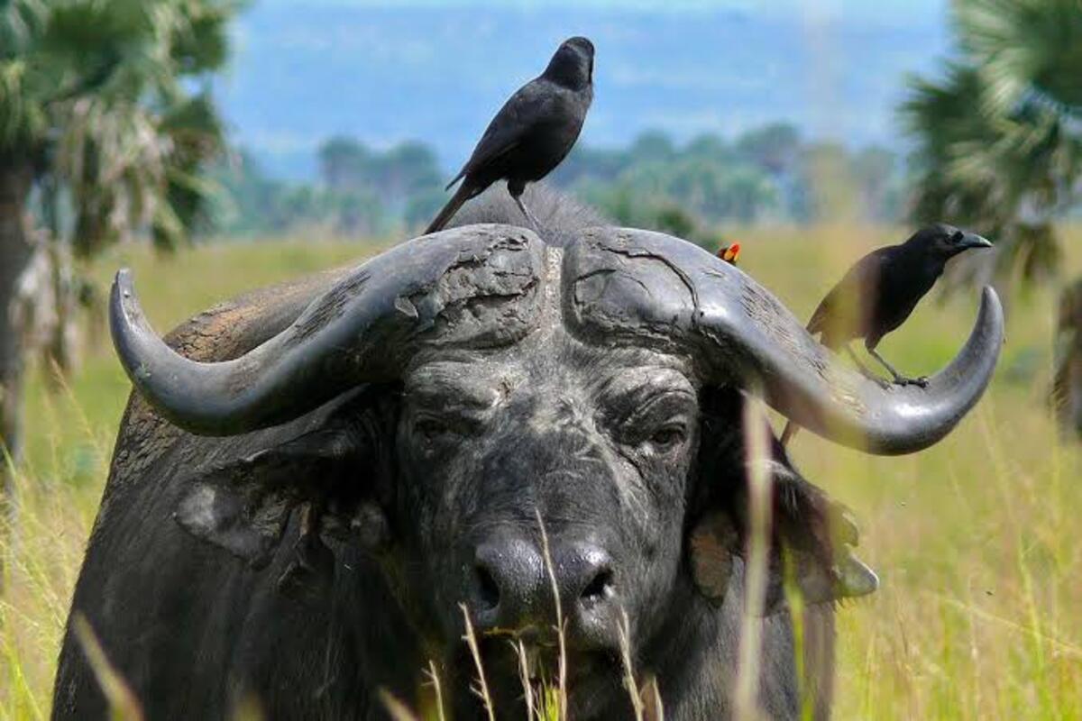 Cape buffalo with Piapiac in Murchison Falls national park