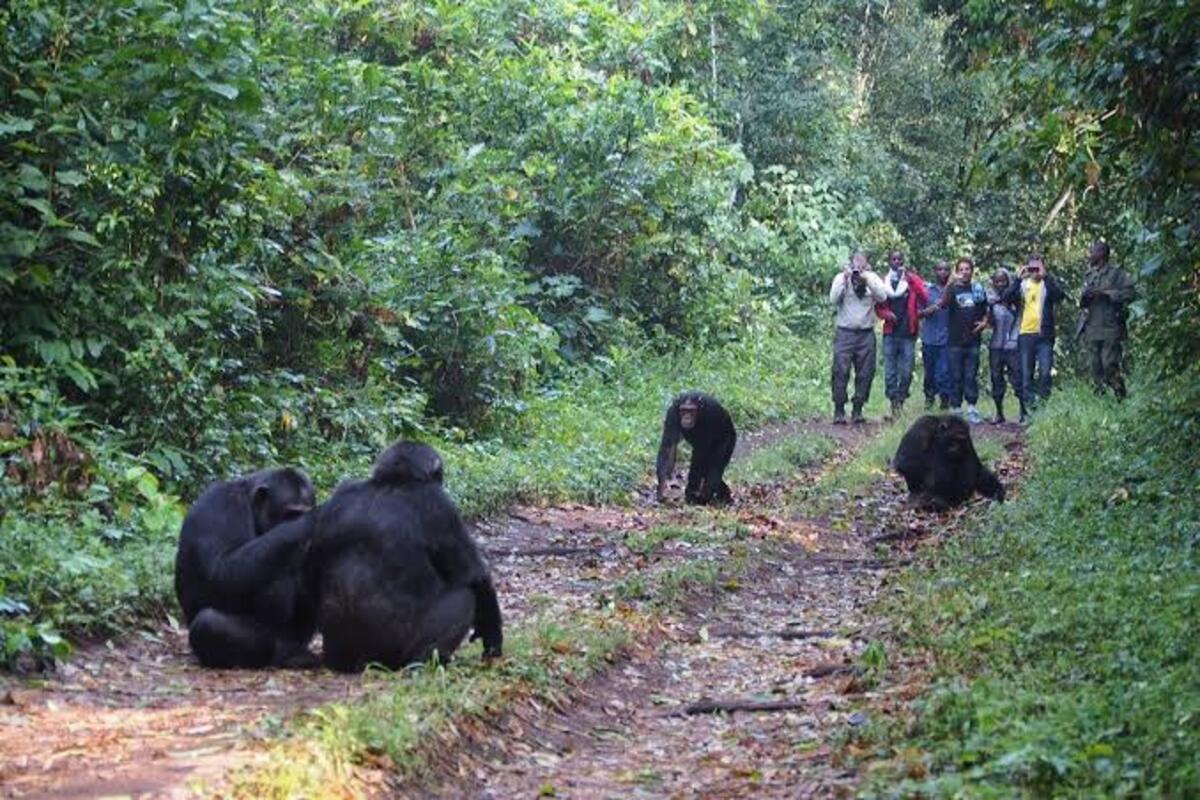 A Tourist photographing a chimpanzees on the road