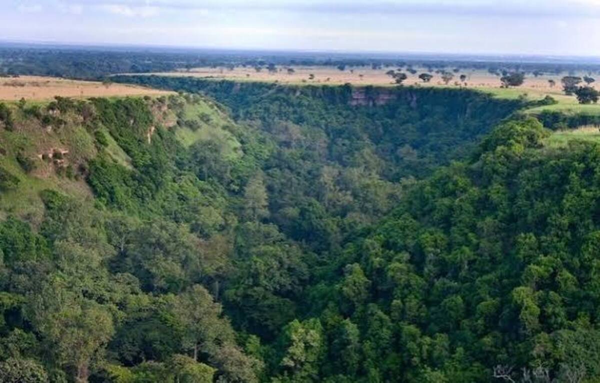 Forested walls of Kyambura Gorge rising from the surrounding Queen Elizabeth savannah.